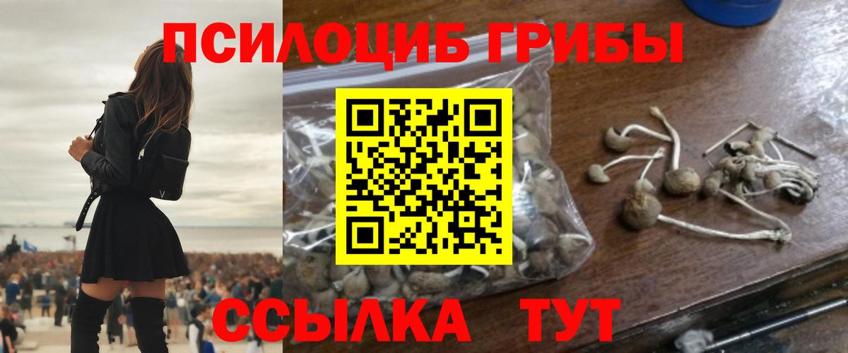 Галлюциногенные грибы Psilocybine cubensis Сосновый Бор